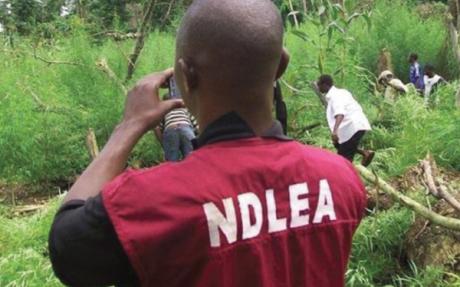 NDLEA recovered Cocaine and heroin from monarch’s palace-TopNaija.ng