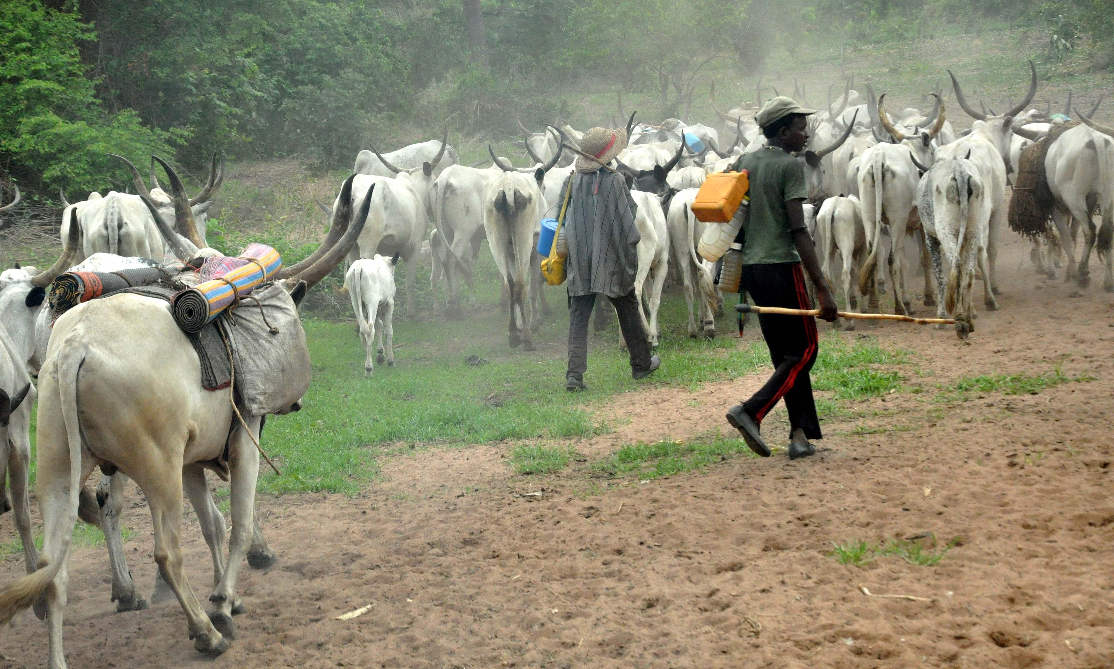 herdsmen ekiti topnaija.ng 7