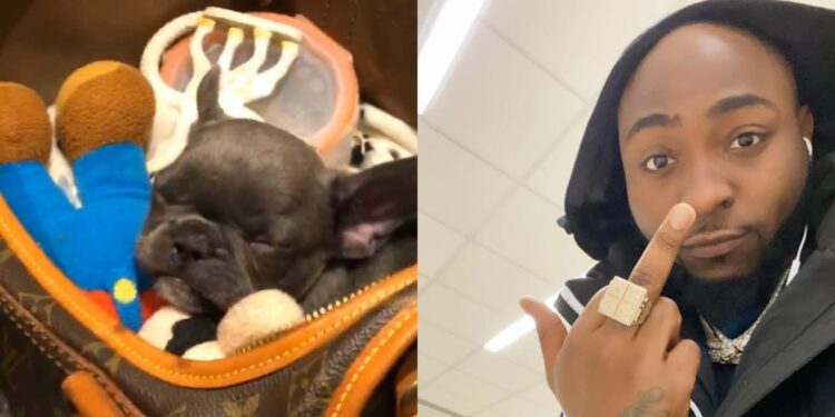 Davido buys new puppy, names it "30" after 30BG