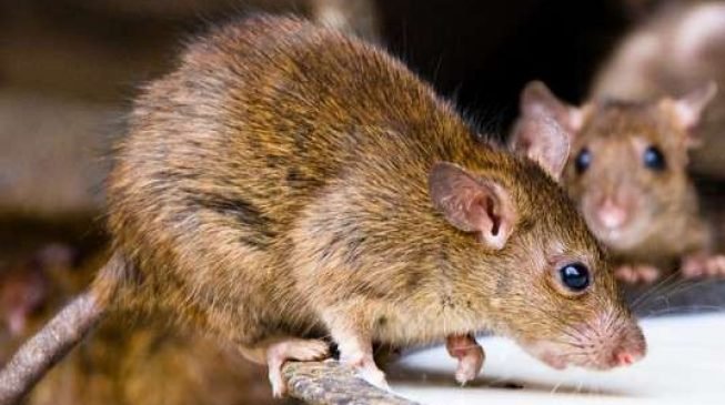 Lagos records first case of Lassa Fever in LUTH