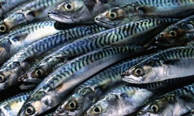 Nigeria to stop fish importation by 2022