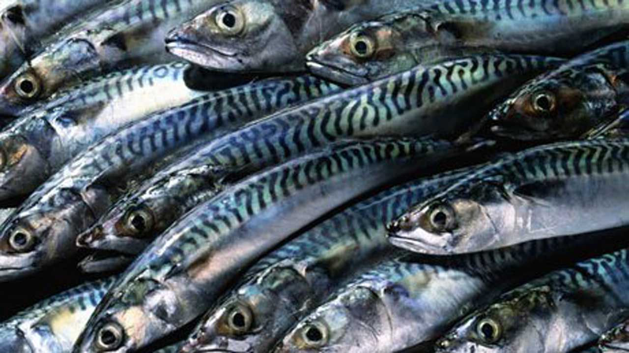 Nigeria to stop fish importation by 2022