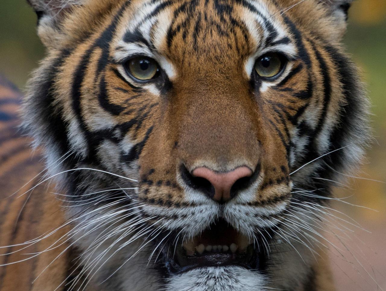 Tiger tests positive for Coronavirus in New York