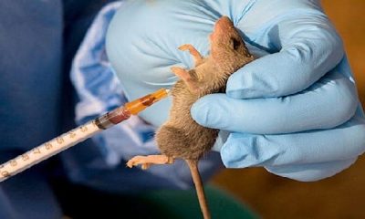 185 people die from Lassa fever as Nigeria records 951 cases in 2020