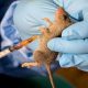 185 people die from Lassa fever as Nigeria records 951 cases in 2020