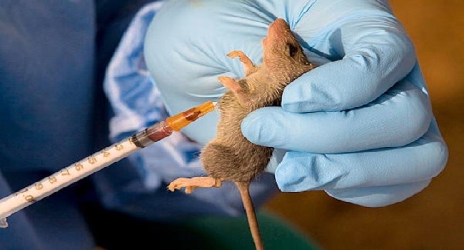 185 people die from Lassa fever as Nigeria records 951 cases in 2020