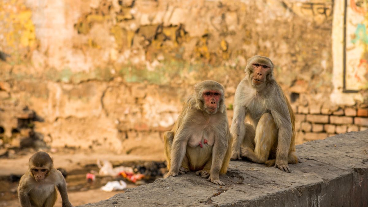Monkeys steal blood samples of suspected Coronavirus patients