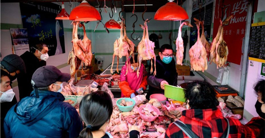 Wuhan bans eating, breeding of wild animals