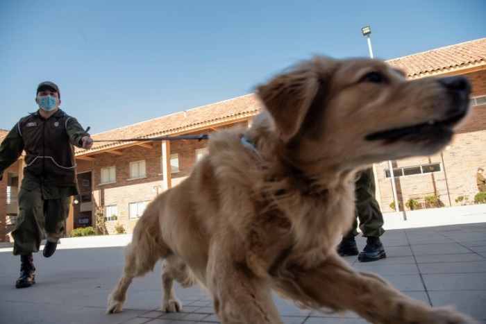 Chilean Police train dogs to detect people infected with Coronavirus