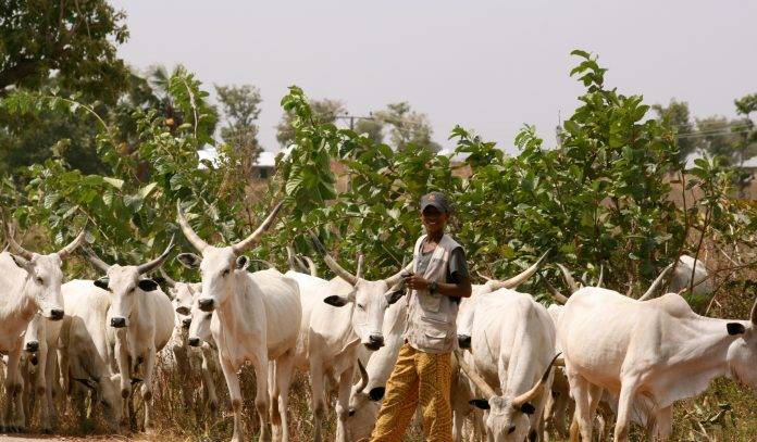 Suspected Fulani herdsmen kill two livestock guards in Benue topnaija.ng