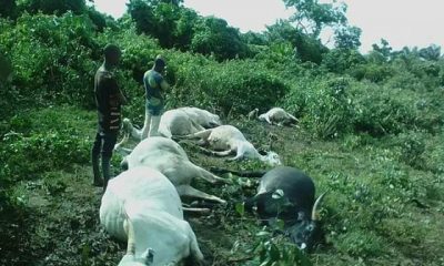 Thunderstorm strikes seven cows dead in Osun