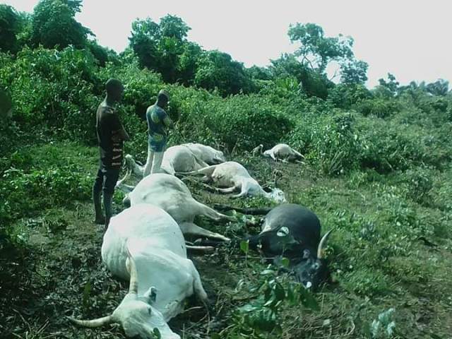 Thunderstorm strikes seven cows dead in Osun