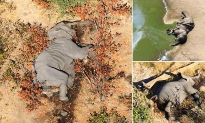 350 elephants die mysteriously in Botswana