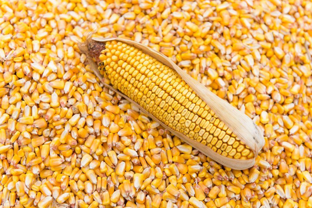 CBN cuts forex for maize importation topnaija.ng