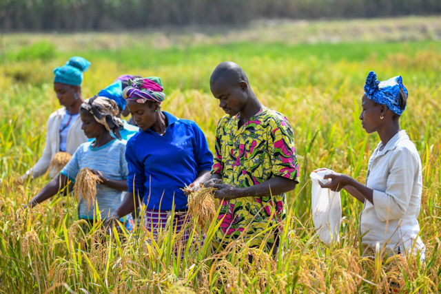 rice farm in africa