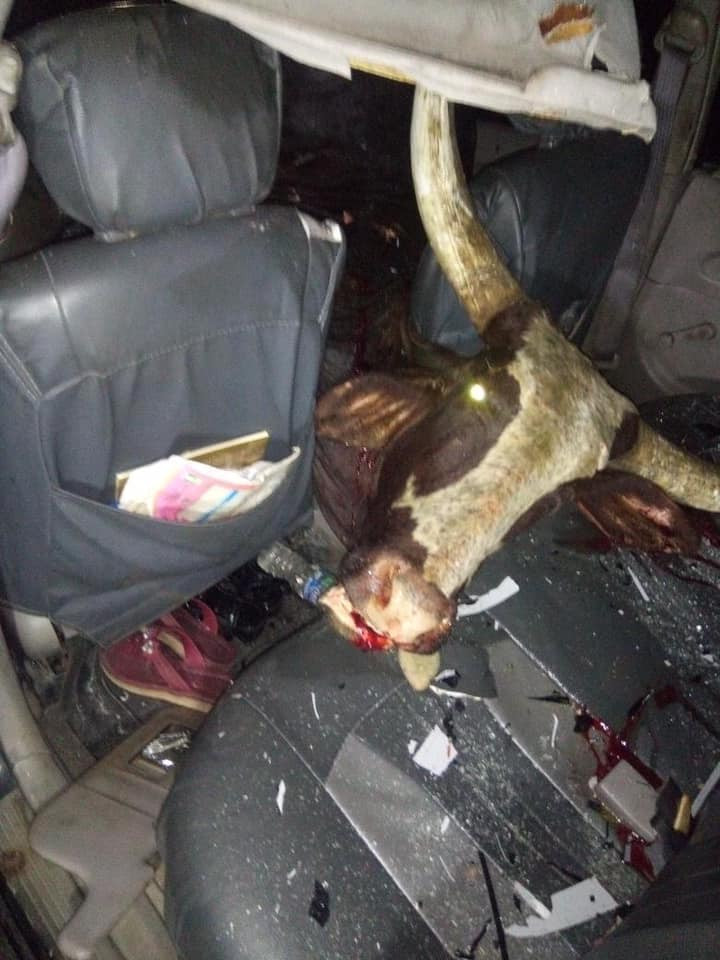 Delta: Cow crashes into car (photos)-TopNaija.ng