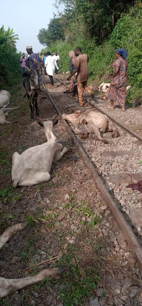 Train kills 47 cows worth over N10m in Osun