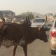Cows herdsmen block Abuja road 6