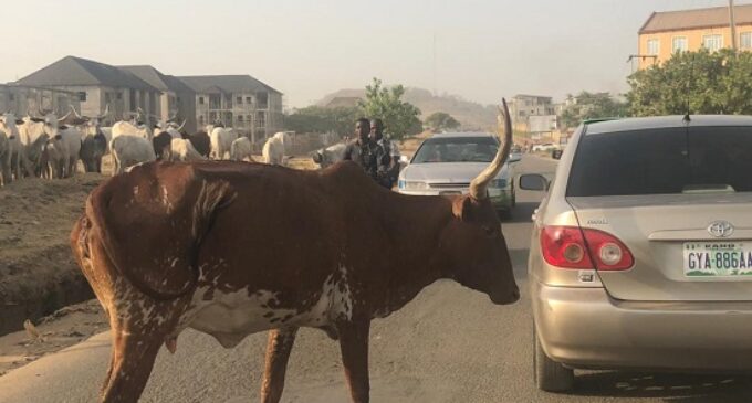Cows herdsmen block Abuja road 6