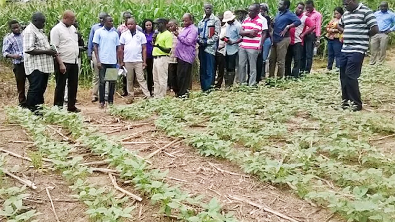 Maize-Farm-Destroyed-By-Fulani-Herdsmen-in-Ekiti