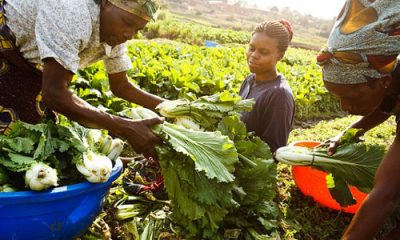 Lagos plans a three-month internship for agricultural entrepreneurs Top Naija