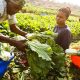 Lagos plans a three-month internship for agricultural entrepreneurs Top Naija