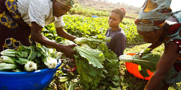Lagos plans a three-month internship for agricultural entrepreneurs Top Naija