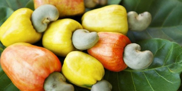 cashew export Nigeria