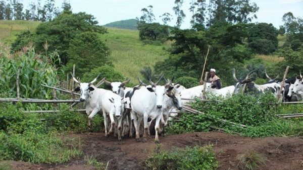 ondo farmers herdsmen jobless crops