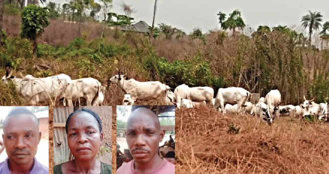 ondo farmers herdsmen jobless crops
