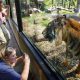 sumatran tigers kill zookerper