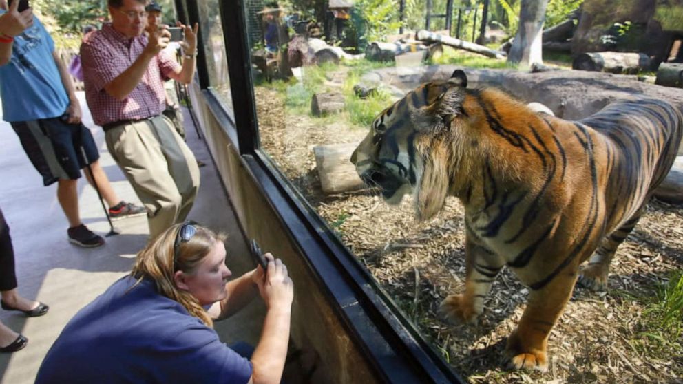 sumatran tigers kill zookerper