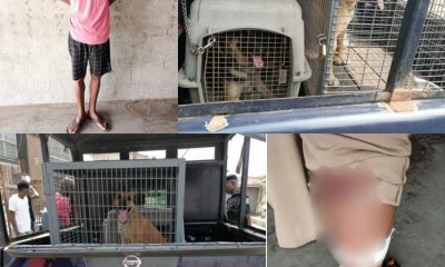 Nigerian man arrested for unleashing his dogs on a female police officer [PHOTOS]-TopNaija.ng
