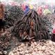 Fire razes popular yam market in Plateau state-TopNaija.ng