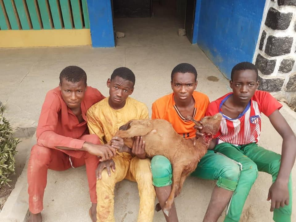 Police arrest four teenagers for allegedly stealing goats in Kano-TopNaija.ng