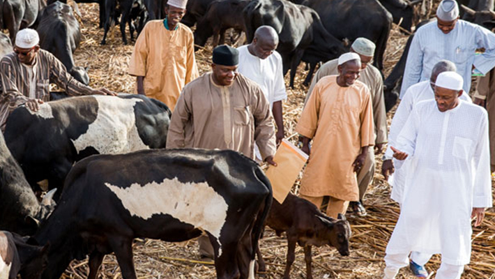 Buhari-checking-his-cows-used-to-illustrate-this-story-Credit-TopNaija