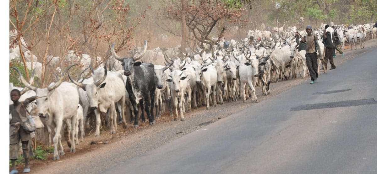 Herdsmen fulani open grazing