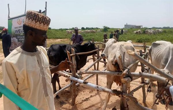 Ganduje with cows