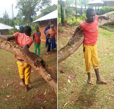 19-year-old man nailed to tree over radio theft