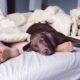 woman sleeps with dogs