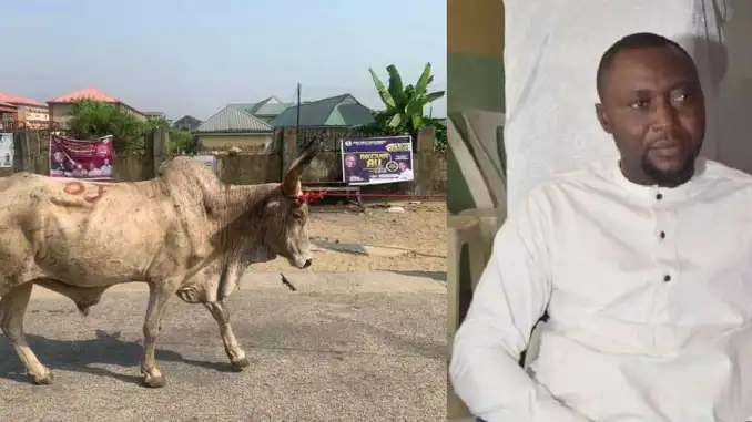 Cow Causes Death Of Former Youth President In Bayelsa On Christmas Eve q