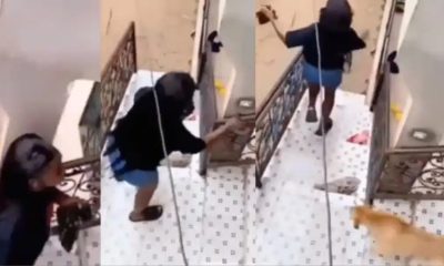 A Nigerian lady’s surprise visit to her ex-boyfriend’s apartment turned dramatic as she encountered an icy welcome from his vigilant pet dog. The incident, which unfolded at an undisclosed location, was captured on video and shared across various social media platforms, amusing netizens and shedding light on the potential consequences of unannounced visits. Dog chases off ex-girlfriend as she shows up unannounced The photo captured the moment she took to her heels. In the viral footage, the young woman can be seen ascending the staircase leading to her ex-boyfriend’s apartment. As she reached the doorstep, an alert and protective canine emerged from the apartment, immediately positioning itself between the woman and the entrance. With an intense look in its eyes, the dog appeared to convey a strong message: her presence was not welcome. Startled and perhaps even frightened, the woman let out a scream of surprise, her plans of an uninvited rendezvous shattered as she hastily retreated down the stairs. Laughter can be heard in the background, assumedly emanating from the dog’s owner, the ex-boyfriend. Netizens Reactions… @Juicyray11; “Belike she no feed the dog well when she be girlfriend.” @Kehindephilip6; “I won’t laugh sha… But some ex’s deserve things like this.” @MFTECH001; “Ahhh that’s not what happened. She’s my sister friends I get the complete video. We’re just using it to scared him.” @mavie_scarley; “This wetin I go do to that babe wey no want make I commot her pant next week.” See below;