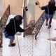 A Nigerian lady’s surprise visit to her ex-boyfriend’s apartment turned dramatic as she encountered an icy welcome from his vigilant pet dog. The incident, which unfolded at an undisclosed location, was captured on video and shared across various social media platforms, amusing netizens and shedding light on the potential consequences of unannounced visits. Dog chases off ex-girlfriend as she shows up unannounced The photo captured the moment she took to her heels. In the viral footage, the young woman can be seen ascending the staircase leading to her ex-boyfriend’s apartment. As she reached the doorstep, an alert and protective canine emerged from the apartment, immediately positioning itself between the woman and the entrance. With an intense look in its eyes, the dog appeared to convey a strong message: her presence was not welcome. Startled and perhaps even frightened, the woman let out a scream of surprise, her plans of an uninvited rendezvous shattered as she hastily retreated down the stairs. Laughter can be heard in the background, assumedly emanating from the dog’s owner, the ex-boyfriend. Netizens Reactions… @Juicyray11; “Belike she no feed the dog well when she be girlfriend.” @Kehindephilip6; “I won’t laugh sha… But some ex’s deserve things like this.” @MFTECH001; “Ahhh that’s not what happened. She’s my sister friends I get the complete video. We’re just using it to scared him.” @mavie_scarley; “This wetin I go do to that babe wey no want make I commot her pant next week.” See below;