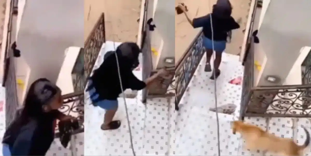 A Nigerian lady’s surprise visit to her ex-boyfriend’s apartment turned dramatic as she encountered an icy welcome from his vigilant pet dog. The incident, which unfolded at an undisclosed location, was captured on video and shared across various social media platforms, amusing netizens and shedding light on the potential consequences of unannounced visits. Dog chases off ex-girlfriend as she shows up unannounced The photo captured the moment she took to her heels. In the viral footage, the young woman can be seen ascending the staircase leading to her ex-boyfriend’s apartment. As she reached the doorstep, an alert and protective canine emerged from the apartment, immediately positioning itself between the woman and the entrance. With an intense look in its eyes, the dog appeared to convey a strong message: her presence was not welcome. Startled and perhaps even frightened, the woman let out a scream of surprise, her plans of an uninvited rendezvous shattered as she hastily retreated down the stairs. Laughter can be heard in the background, assumedly emanating from the dog’s owner, the ex-boyfriend. Netizens Reactions… @Juicyray11; “Belike she no feed the dog well when she be girlfriend.” @Kehindephilip6; “I won’t laugh sha… But some ex’s deserve things like this.” @MFTECH001; “Ahhh that’s not what happened. She’s my sister friends I get the complete video. We’re just using it to scared him.” @mavie_scarley; “This wetin I go do to that babe wey no want make I commot her pant next week.” See below;