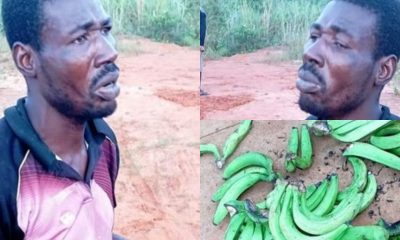 I Haven't Eaten For Days - Suspected Plantain Thief Nabbed In Sagamu Begs For Forgiveness