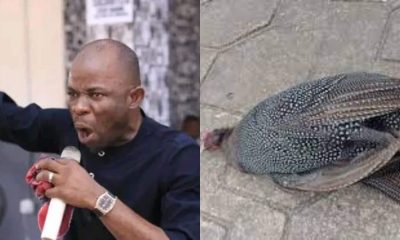 Nigerian pastor raises alarm as he finds dead bush fowl in front of his house