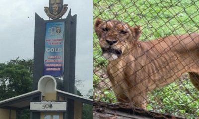 Lion attack: NUSA chairman narrates how Lion killed OAU Zookeeper