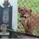 Lion attack: NUSA chairman narrates how Lion killed OAU Zookeeper