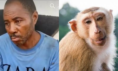 Man arrested for killing monkey in Awka