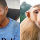 Man arrested for killing monkey in Awka